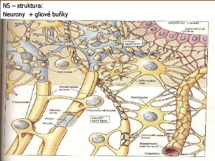 NS – struktura: Neurony + gliové buňky 