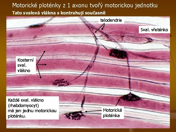 Motorické ploténky z 1 axonu tvořý motorickou jednotku Tato svalová vlákna s kontrahují současně