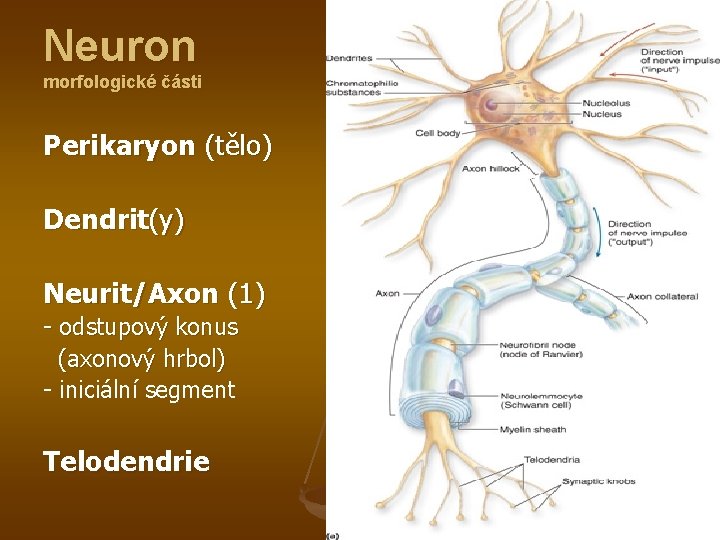 Neuron morfologické části Perikaryon (tělo) Dendrit(y) Neurit/Axon (1) - odstupový konus (axonový hrbol) -