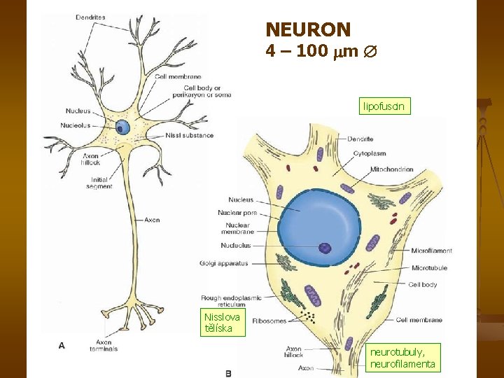 NEURON 4 – 100 m lipofuscin Nisslova tělíska neurotubuly, neurofilamenta 