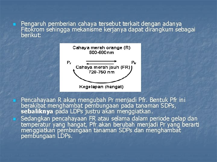 n n n Pengaruh pemberian cahaya tersebut terkait dengan adanya Fitokrom sehingga mekanisme kerjanya