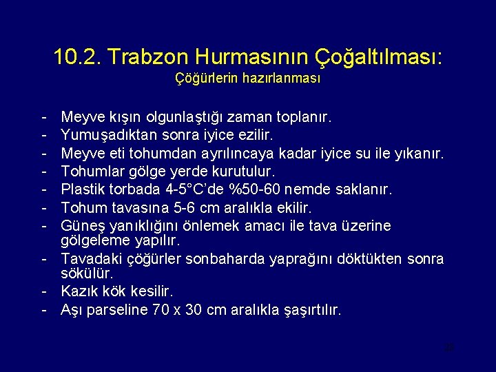 10. 2. Trabzon Hurmasının Çoğaltılması: Çöğürlerin hazırlanması - Meyve kışın olgunlaştığı zaman toplanır. Yumuşadıktan