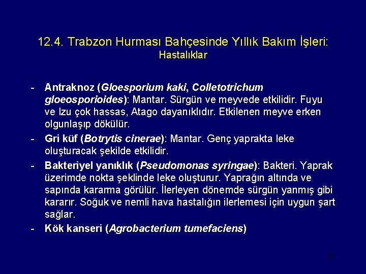 12. 4. Trabzon Hurması Bahçesinde Yıllık Bakım İşleri: Hastalıklar - Antraknoz (Gloesporium kaki, Colletotrichum