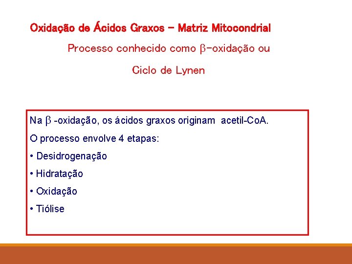 Oxidação de Ácidos Graxos – Matriz Mitocondrial Processo conhecido como b-oxidação ou Ciclo de