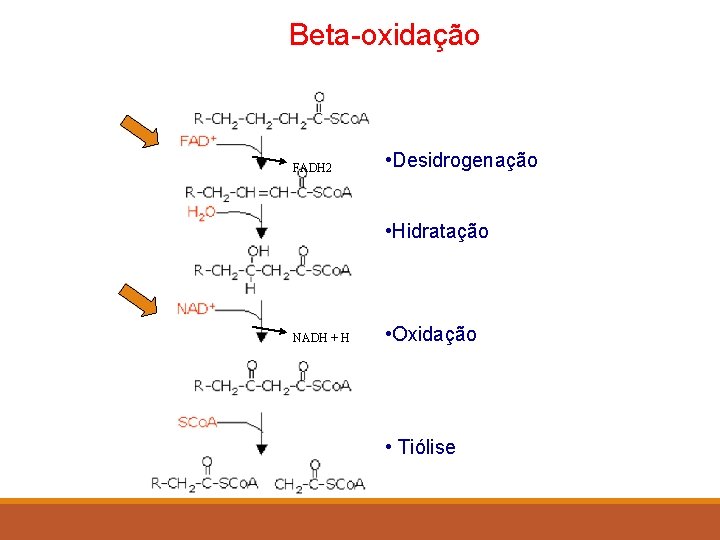 Beta-oxidação FADH 2 • Desidrogenação • Hidratação NADH + H • Oxidação • Tiólise