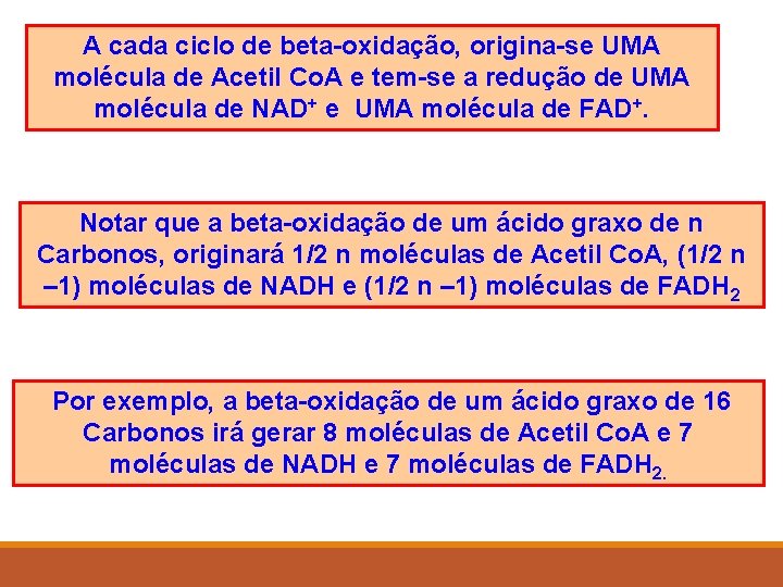 A cada ciclo de beta-oxidação, origina-se UMA molécula de Acetil Co. A e tem-se