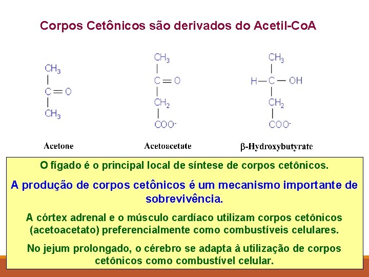 Corpos Cetônicos são derivados do Acetil-Co. A O fígado é o principal local de