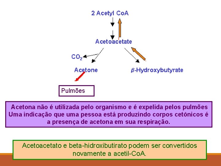 Pulmões Acetona não é utilizada pelo organismo e é expelida pelos pulmões Uma indicação