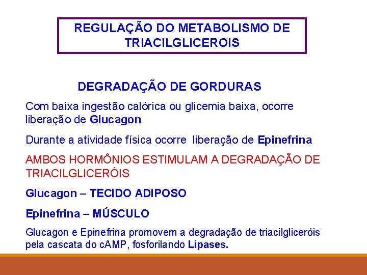 REGULAÇÃO DO METABOLISMO DE TRIACILGLICEROIS DEGRADAÇÃO DE GORDURAS Com baixa ingestão calórica ou glicemia