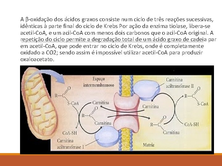  A β-oxidação dos ácidos graxos consiste num ciclo de três reações sucessivas, idênticas