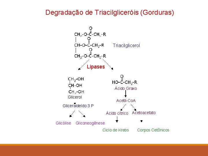 Degradação de Triacilgliceróis (Gorduras) Triacilglicerol Lipases Ácido Graxo Glicerol Acetil-Co. A Gliceraldeído 3 P