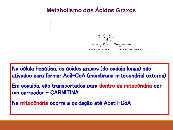 Metabolismo dos Ácidos Graxos Na célula hepática, os ácidos graxos (de cadeia longa) são