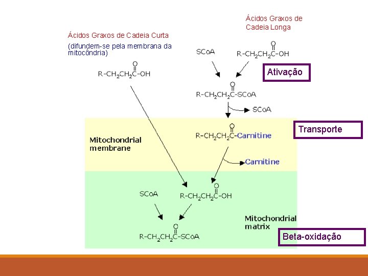 Ácidos Graxos de Cadeia Longa Ácidos Graxos de Cadeia Curta (difundem-se pela membrana da