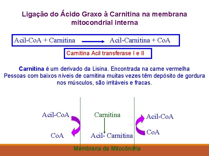 Ligação do Ácido Graxo à Carnitina na membrana mitocondrial interna Acil-Co. A + Carnitina