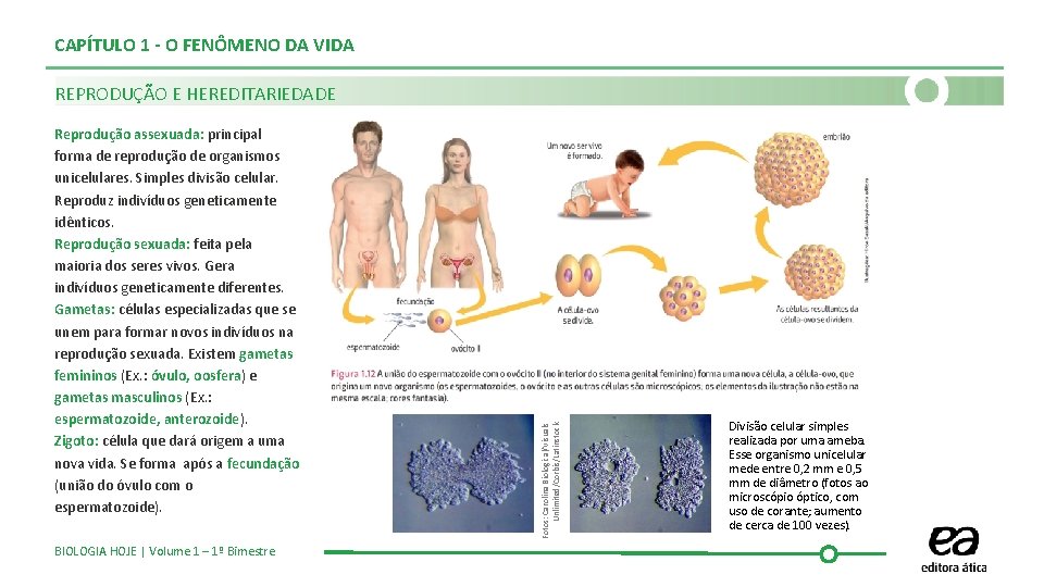 CAPÍTULO 1 - O FENÔMENO DA VIDA Reprodução assexuada: principal forma de reprodução de