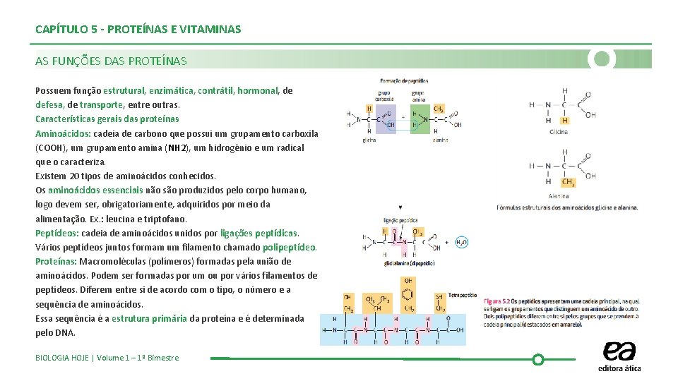 CAPÍTULO 5 - PROTEÍNAS E VITAMINAS AS FUNÇÕES DAS PROTEÍNAS Possuem função estrutural, enzimática,