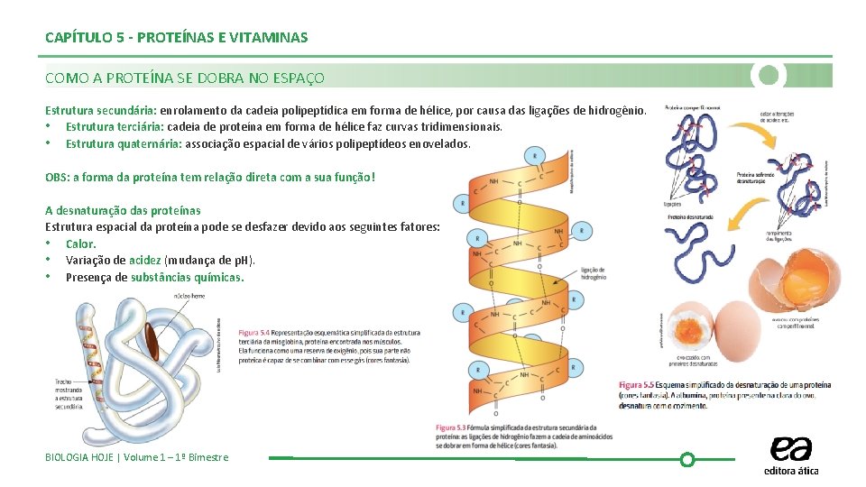 CAPÍTULO 5 - PROTEÍNAS E VITAMINAS COMO A PROTEÍNA SE DOBRA NO ESPAÇO Estrutura