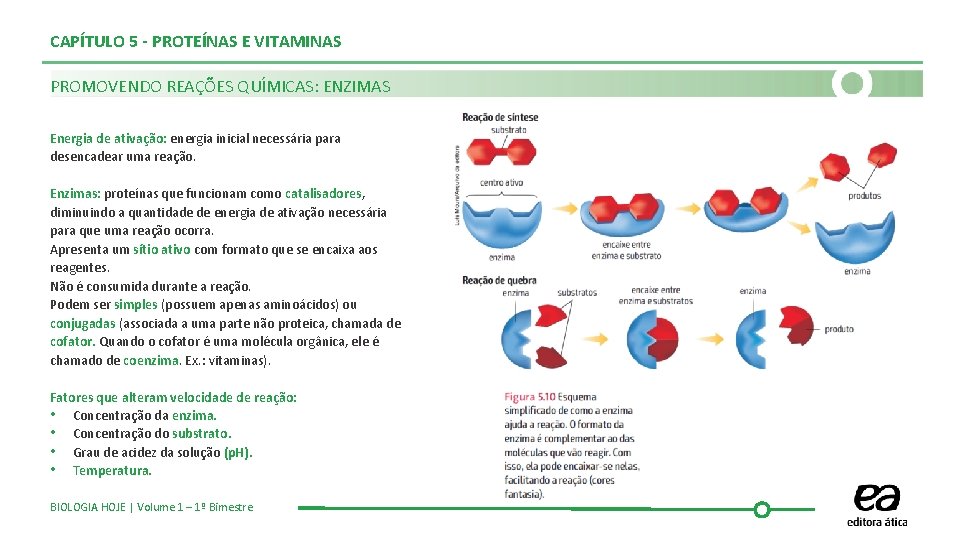 CAPÍTULO 5 - PROTEÍNAS E VITAMINAS PROMOVENDO REAÇÕES QUÍMICAS: ENZIMAS Energia de ativação: energia