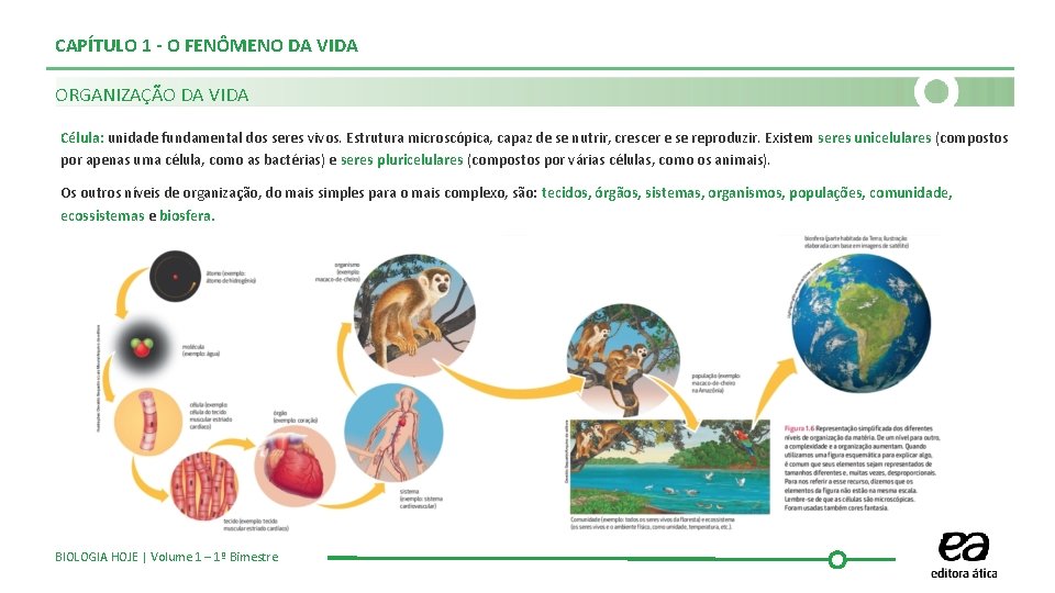 CAPÍTULO 1 - O FENÔMENO DA VIDA ORGANIZAÇÃO DA VIDA Célula: unidade fundamental dos