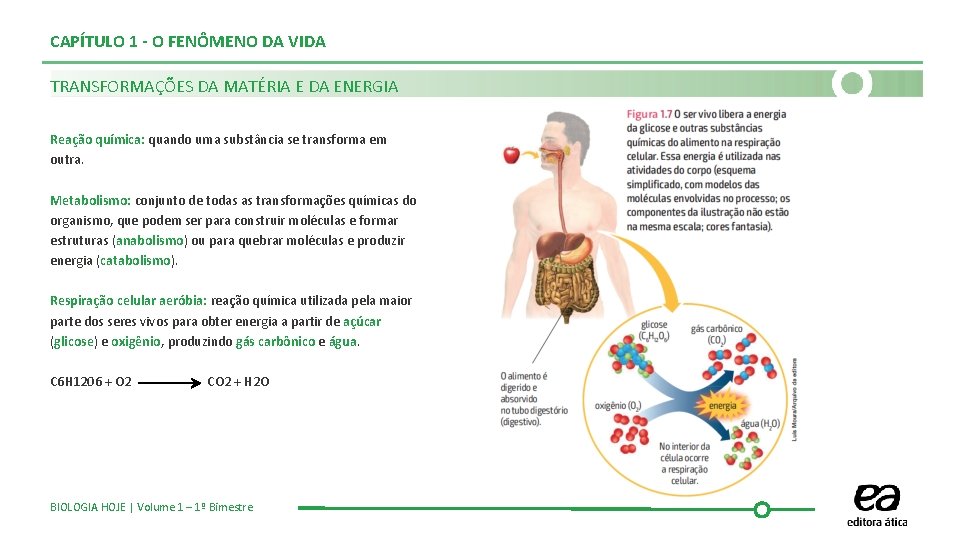 CAPÍTULO 1 - O FENÔMENO DA VIDA TRANSFORMAÇÕES DA MATÉRIA E DA ENERGIA Reação