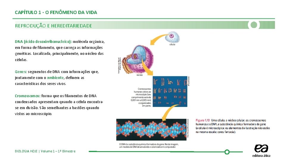 CAPÍTULO 1 - O FENÔMENO DA VIDA REPRODUÇÃO E HEREDITARIEDADE DNA (ácido desoxirribonucleico): molécula