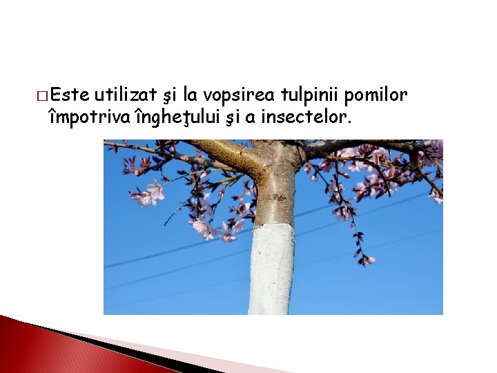 � Este utilizat şi la vopsirea tulpinii pomilor împotriva îngheţului şi a insectelor. 