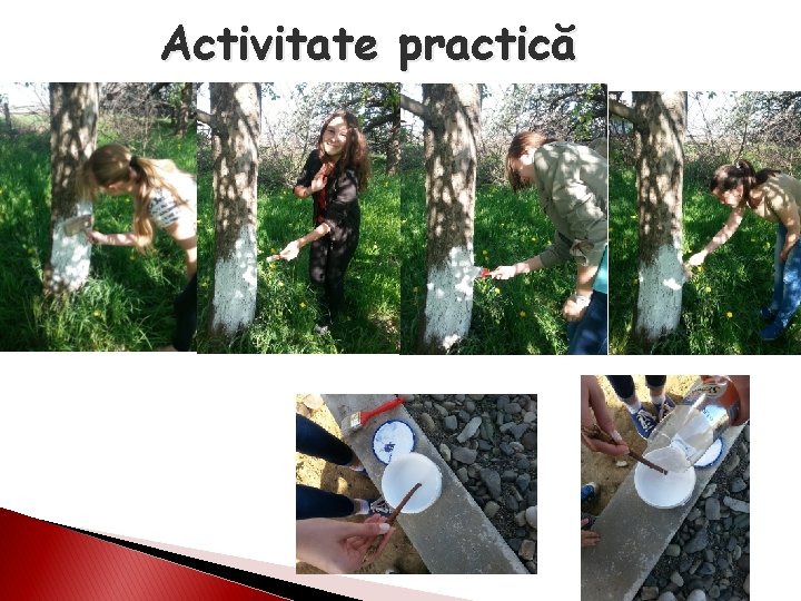 Activitate practică 