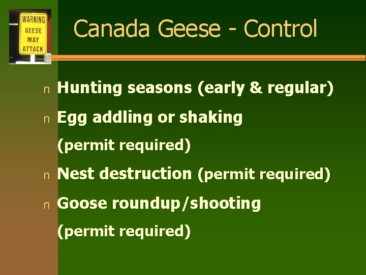 Canada Geese - Control n Hunting seasons (early & regular) n Egg addling or