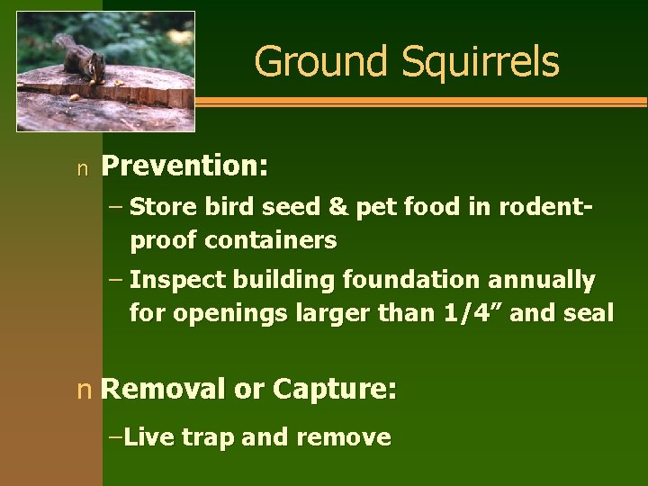 Ground Squirrels n Prevention: – Store bird seed & pet food in rodentproof containers