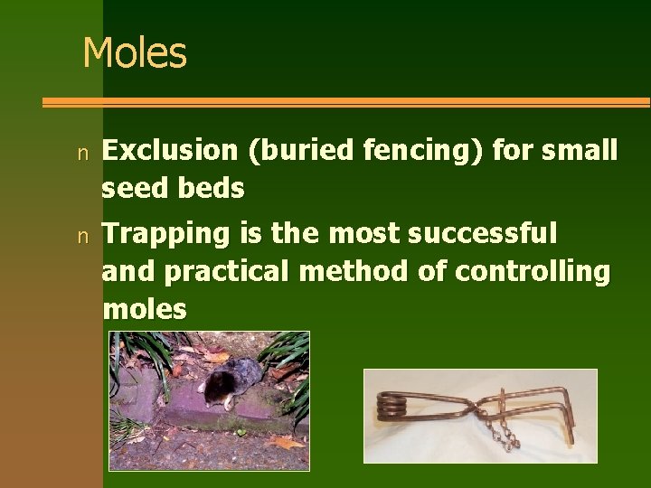 Moles n Exclusion (buried fencing) for small seed beds n Trapping is the most