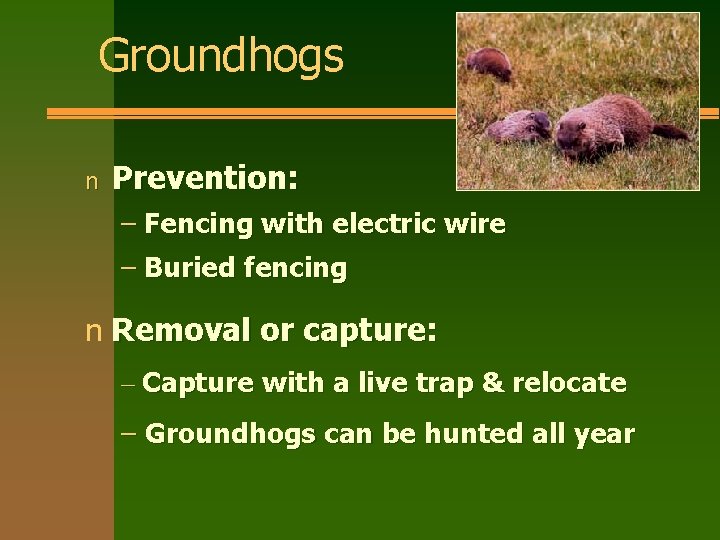 Groundhogs n Prevention: – Fencing with electric wire – Buried fencing n Removal or