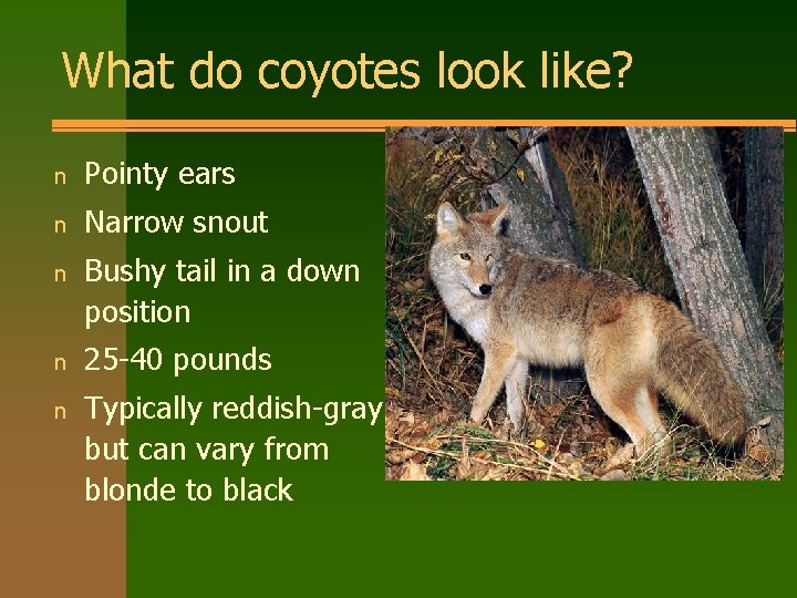 What do coyotes look like? n Pointy ears n Narrow snout n Bushy tail