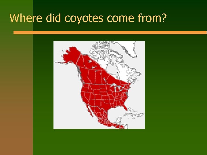 Where did coyotes come from? 