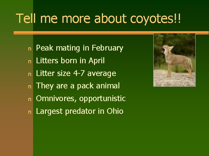 Tell me more about coyotes!! n Peak mating in February n Litters born in