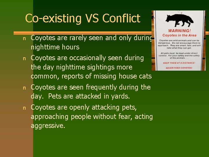 Co-existing VS Conflict n Coyotes are rarely seen and only during nighttime hours n