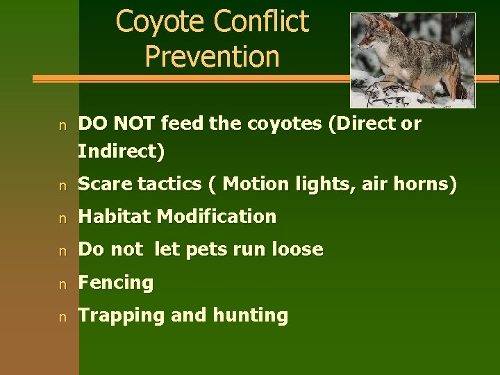 Coyote Conflict Prevention n DO NOT feed the coyotes (Direct or Indirect) n Scare