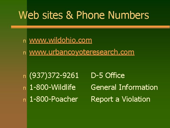 Web sites & Phone Numbers n www. wildohio. com n www. urbancoyoteresearch. com n