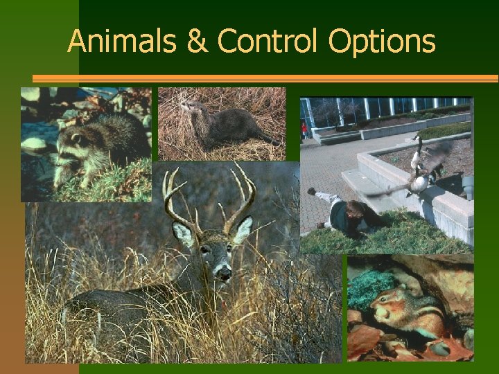 Animals & Control Options 