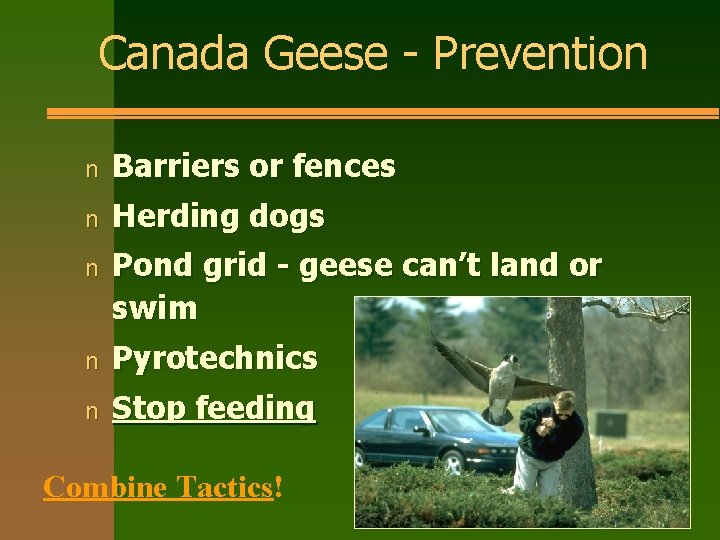 Canada Geese - Prevention n Barriers or fences n Herding dogs n Pond grid