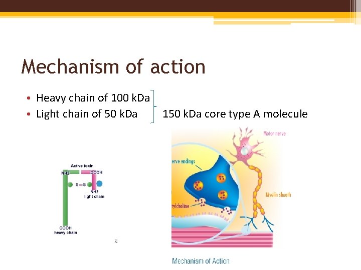 Mechanism of action • Heavy chain of 100 k. Da • Light chain of