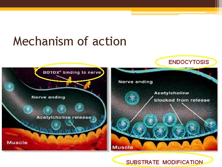 Mechanism of action ENDOCYTOSIS SUBSTRATE MODIFICATION 