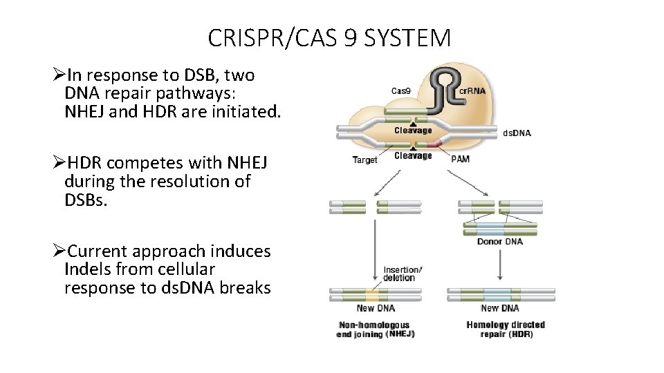 CRISPR/CAS 9 SYSTEM ØIn response to DSB, two DNA repair pathways: NHEJ and HDR