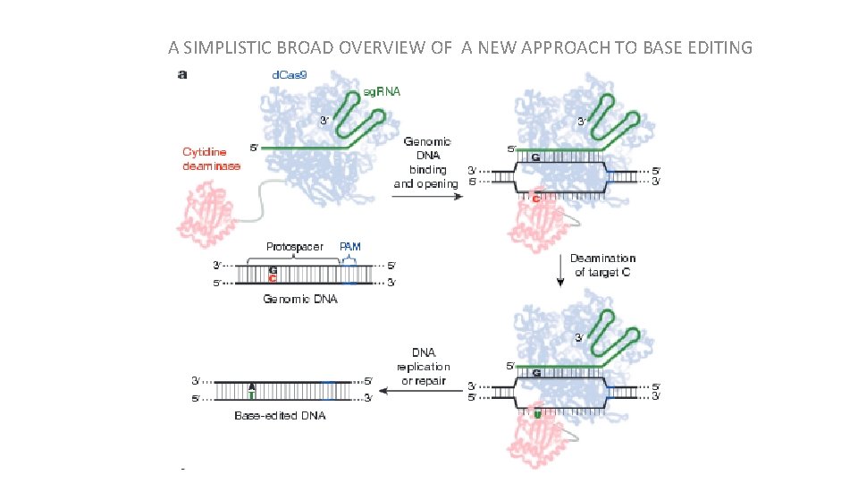 A SIMPLISTIC BROAD OVERVIEW OF A NEW APPROACH TO BASE EDITING 