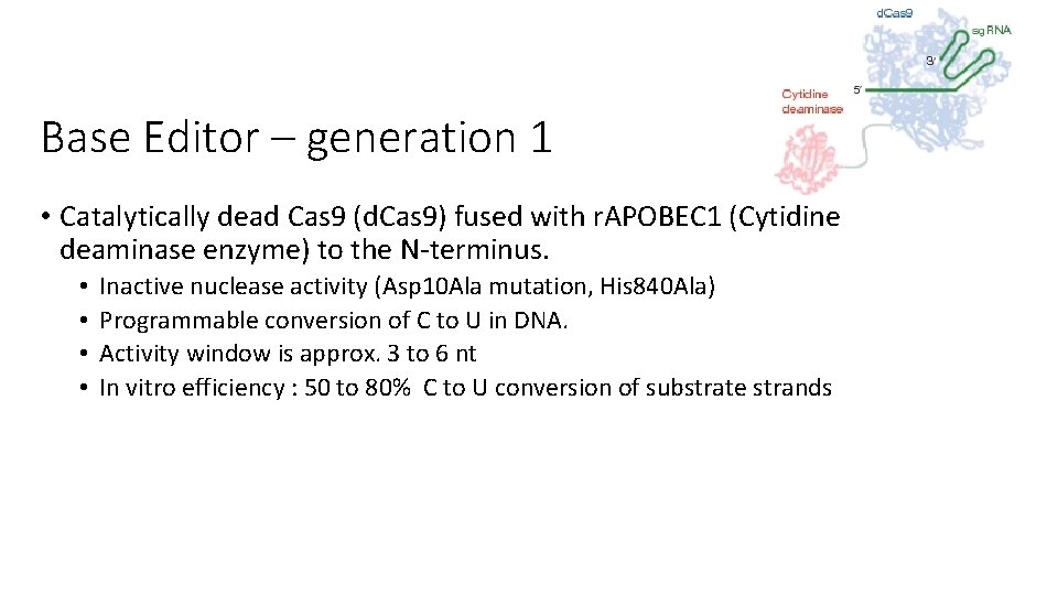 Base Editor – generation 1 • Catalytically dead Cas 9 (d. Cas 9) fused