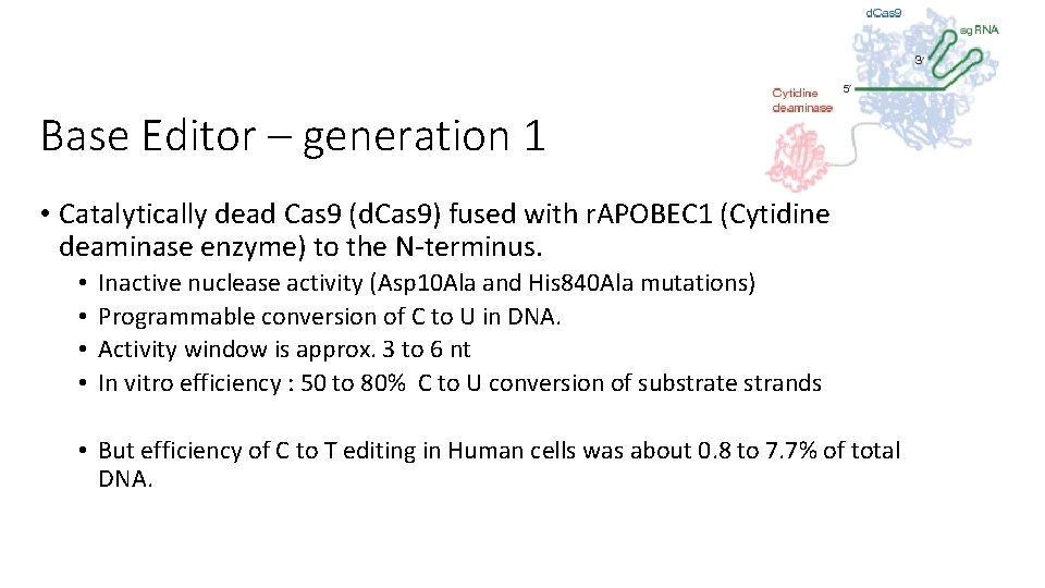 Base Editor – generation 1 • Catalytically dead Cas 9 (d. Cas 9) fused