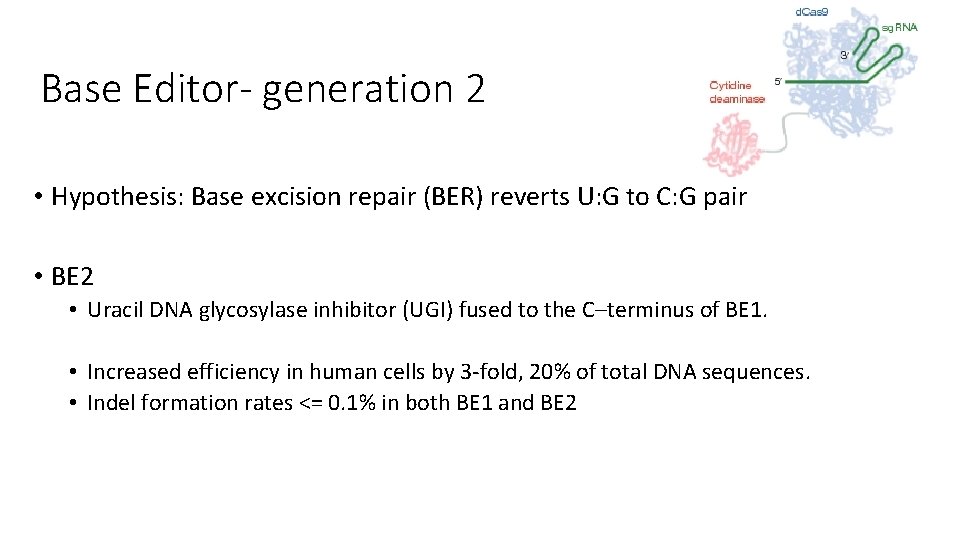 Base Editor- generation 2 • Hypothesis: Base excision repair (BER) reverts U: G to