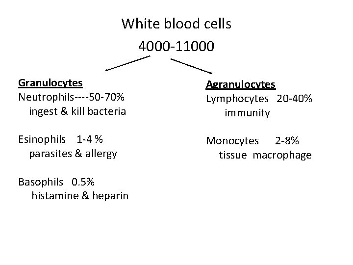 White blood cells 4000 -11000 Granulocytes Neutrophils----50 -70% ingest & kill bacteria Agranulocytes Lymphocytes