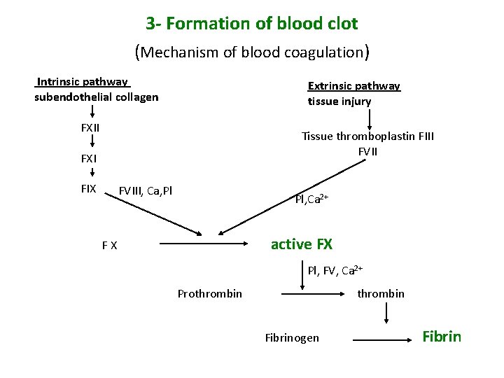 3 - Formation of blood clot (Mechanism of blood coagulation) Intrinsic pathway subendothelial collagen