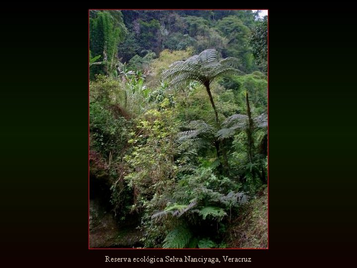 Reserva ecológica Selva Nanciyaga, Veracruz 