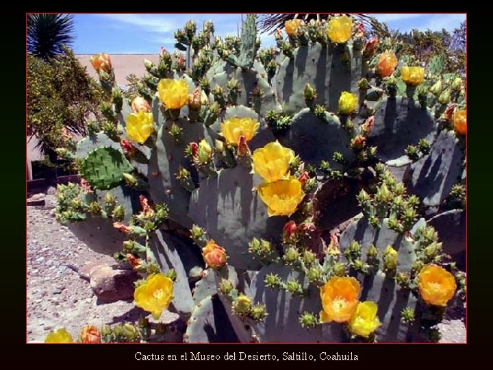 Cactus en el Museo del Desierto, Saltillo, Coahuila 
